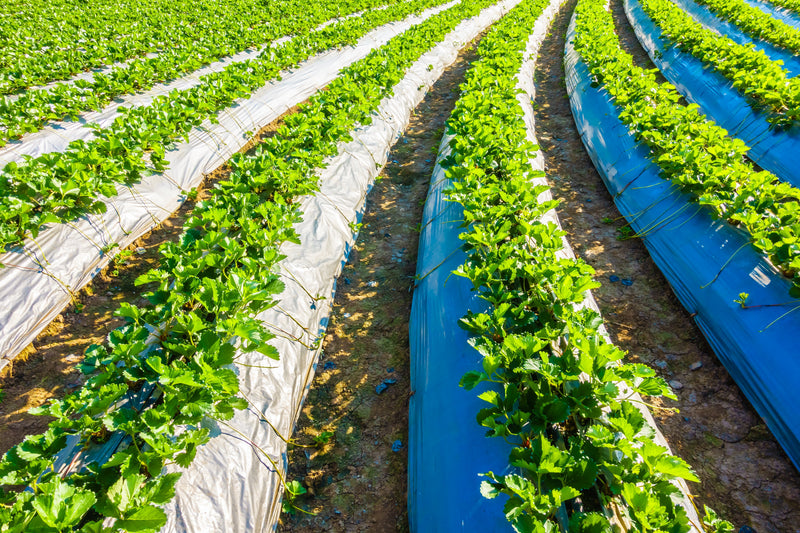 Eficiencia hídrica y energética: pilares de la agricultura moderna